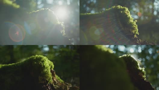 一只蚊子站在一些绿色的苔藓上的4K电影微距镜头(3)高清在线视频素材下载