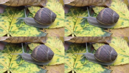 蜗牛或蜗牛在公园的黄色秋叶上爬行高清在线视频素材下载