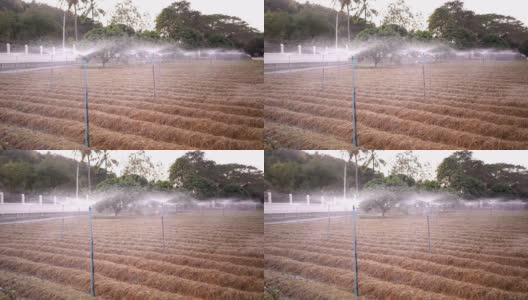 农业用水喷水器在菜地灌溉农田高清在线视频素材下载