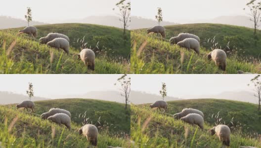 早晨，一群羊在山上吃草。高清在线视频素材下载