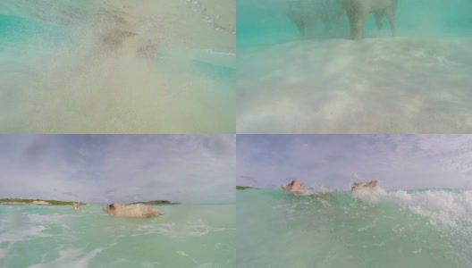 在Major Cay游泳的猪高清在线视频素材下载