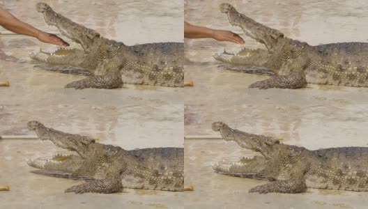 手放在鳄鱼的嘴里高清在线视频素材下载