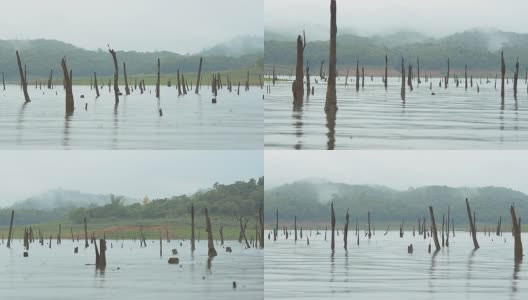 淘洗:薄雾下湖面上的枯树高清在线视频素材下载
