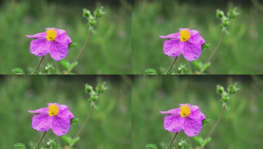 紫色野花上的露珠高清在线视频素材下载