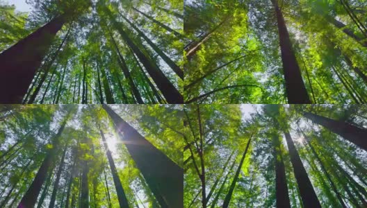 春天的红木森林高清在线视频素材下载