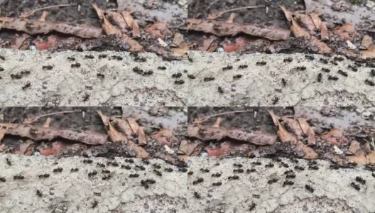 蚂蚁交通高清在线视频素材下载