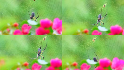 Nephila inaurata -留尼汪岛高清在线视频素材下载