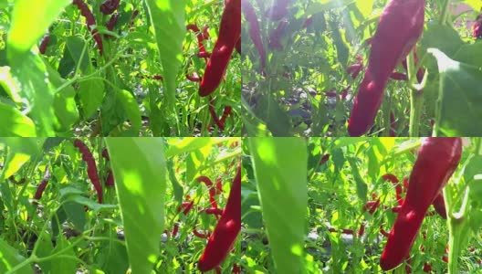 红辣椒植物高清在线视频素材下载