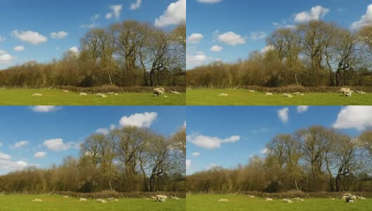 春天的羊羔高清在线视频素材下载
