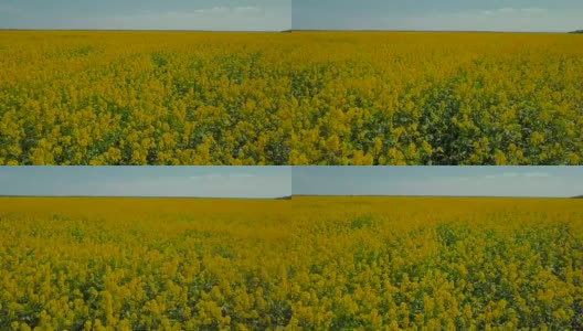 在风的抚摸下飞过成熟的油菜籽的黄色田野。鸟瞰图高清在线视频素材下载