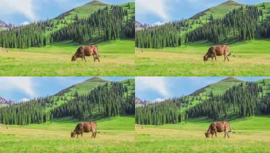 牧场景观，牛群在绿色的草地上吃草高清在线视频素材下载