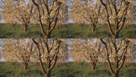 风景如画的观赏花园，在傍晚的灯光下盛开的樱桃树。高清在线视频素材下载