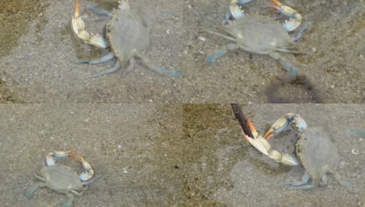 一只海蟹在爱琴海的海底行走。高清在线视频素材下载