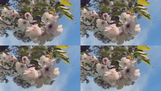 樱花枝在蓝天的背景下盛开。春天的概念高清在线视频素材下载