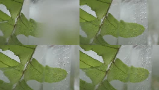天然晶莹剔透的融化冰块和新鲜的绿叶高清在线视频素材下载