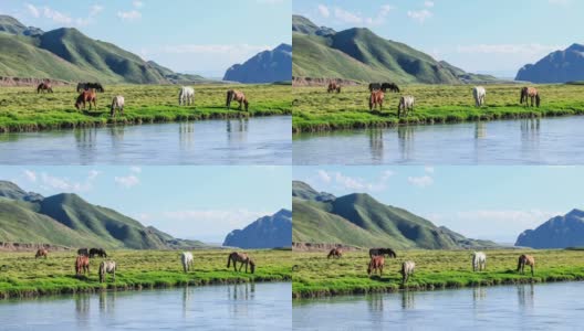 马在河边的草地上吃草高清在线视频素材下载