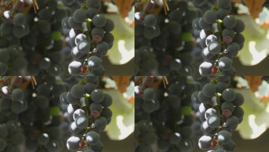 在阳光下，一大串成熟的黑葡萄挂在葡萄藤上高清在线视频素材下载
