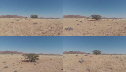 无人机在非洲纳米比亚沙漠的金合欢树周围盘旋。一棵背景中有小鸟和蓝天的树。遥远的沙漠里的尘土和沙子。冈瓦纳沙漠。高清在线视频素材下载