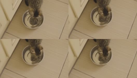 猫喝水。猫水化。高清在线视频素材下载