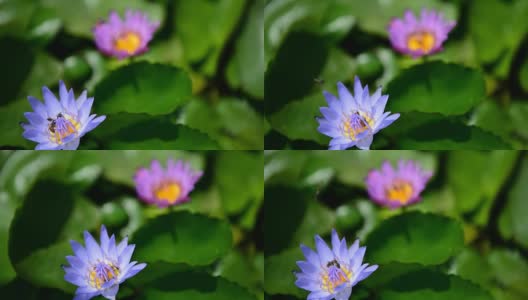 莲花紫蜂高清在线视频素材下载