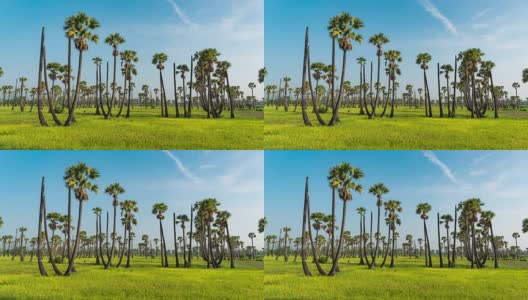 时光流逝:糖棕榈树和蓝天;风景与糖棕榈树高清在线视频素材下载