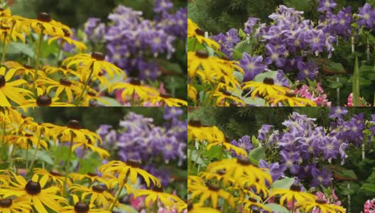 HD DOLLY:色彩缤纷的温带花朵高清在线视频素材下载