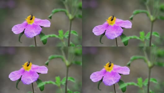 一只蜜蜂在紫色的野花上高清在线视频素材下载
