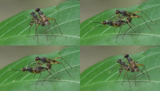 Insect are mating on a leaf高清在线视频素材下载