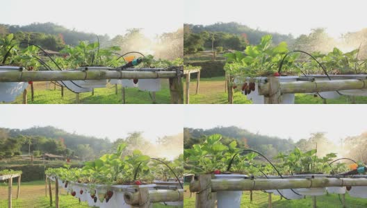 草莓农场日落，摄影车拍摄高清在线视频素材下载