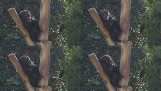 在树上的普通黑猩猩-穴居动物高清在线视频素材下载