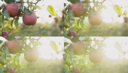 一个果园里苹果生长的4k视频片段高清在线视频素材下载