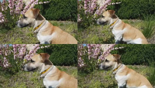 红狗在春天和夏天的花园里玩耍。阳光明媚的一天。景深浅。高清在线视频素材下载