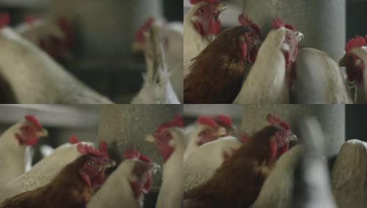 鸡啄食高清在线视频素材下载