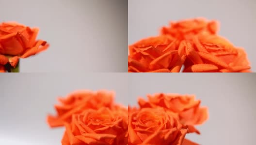 粉色的玫瑰花朵高清在线视频素材下载