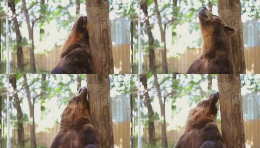 动物园里的熊抓痒高清在线视频素材下载