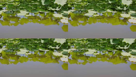 绿色的睡莲叶倒映在水中高清在线视频素材下载