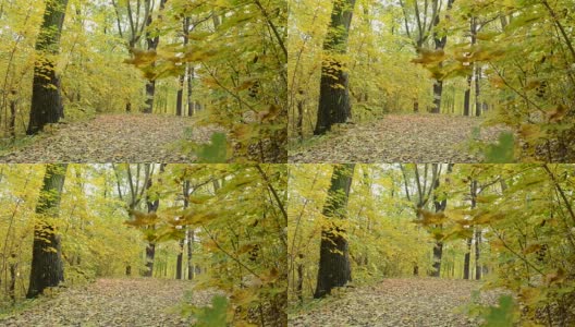 秋天的森林里树叶纷纷飘落高清在线视频素材下载