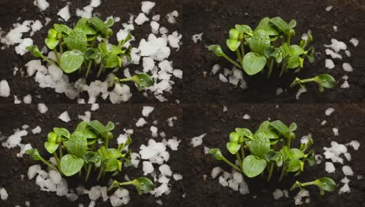 从雪黄瓜豆种子生长农业时间高清在线视频素材下载