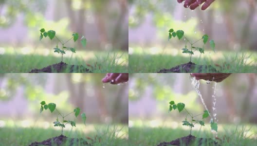 慢动作的手浇树在一个花园自然高清在线视频素材下载