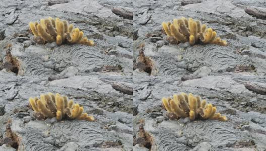 在加拉帕戈斯群岛的圣地亚哥岛上生长的熔岩仙人掌的放大镜头高清在线视频素材下载