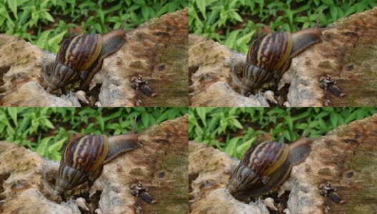 蜗牛在树桩高清在线视频素材下载