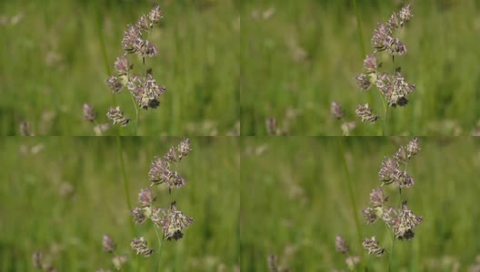 鸭足(Cocksfoot Dactylis glomerata)野外高清在线视频素材下载