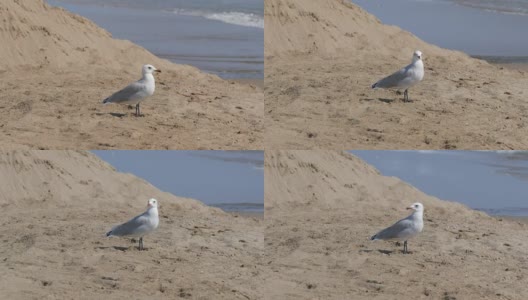 一只美丽的白色海鸥漫步在清澈湛蓝的沙滩上高清在线视频素材下载