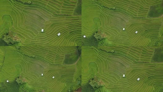 泰国北部的稻田俯视图高清在线视频素材下载