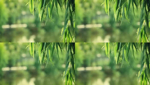 河边桉树枝叶鲜绿，分辨率4K Dci高清在线视频素材下载