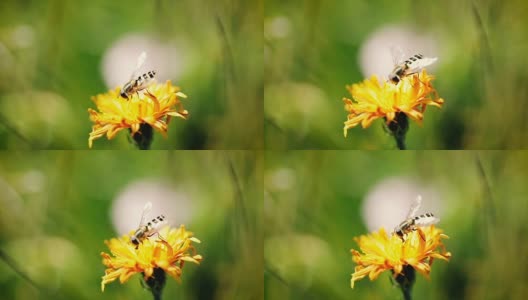 黄蜂采集花蜜的慢动作。高清在线视频素材下载