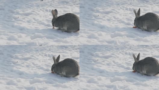 一只灰色的大兔子在寒冷的雪地里嚼着一根胡萝卜高清在线视频素材下载