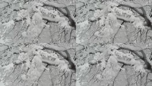 树枝上的雪高清在线视频素材下载