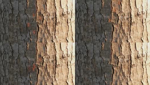 红蚂蚁在树皮上排成一排。高清在线视频素材下载