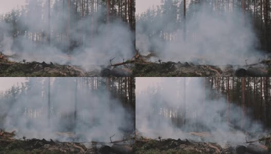 森林火灾，锯过的树木燃烧和冒烟后，砍伐木材，破坏树木高清在线视频素材下载